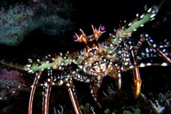 Lobster, night dive. DX5000. Islamorada Key, Florida. by David Heidemann 